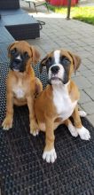 Pure Boxer pups Image eClassifieds4u 3
