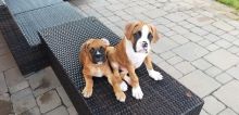 Pure Boxer pups Image eClassifieds4u 4