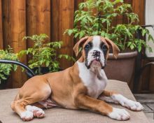 Pure Boxer pups Image eClassifieds4u 2