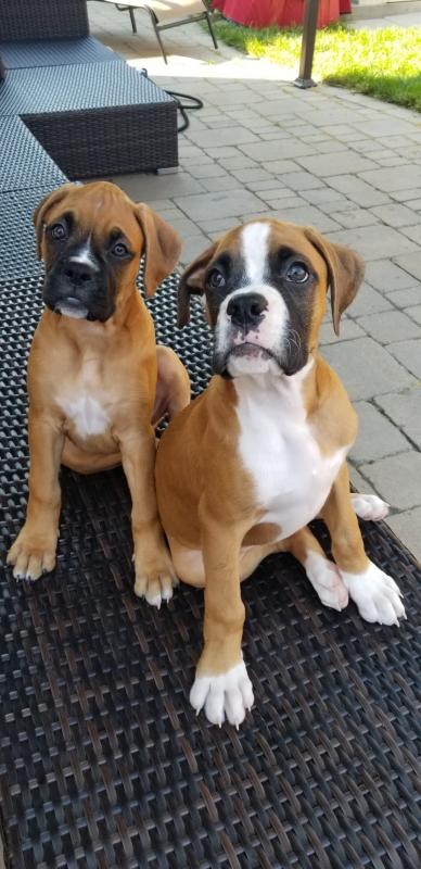 Pure Boxer pups Image eClassifieds4u