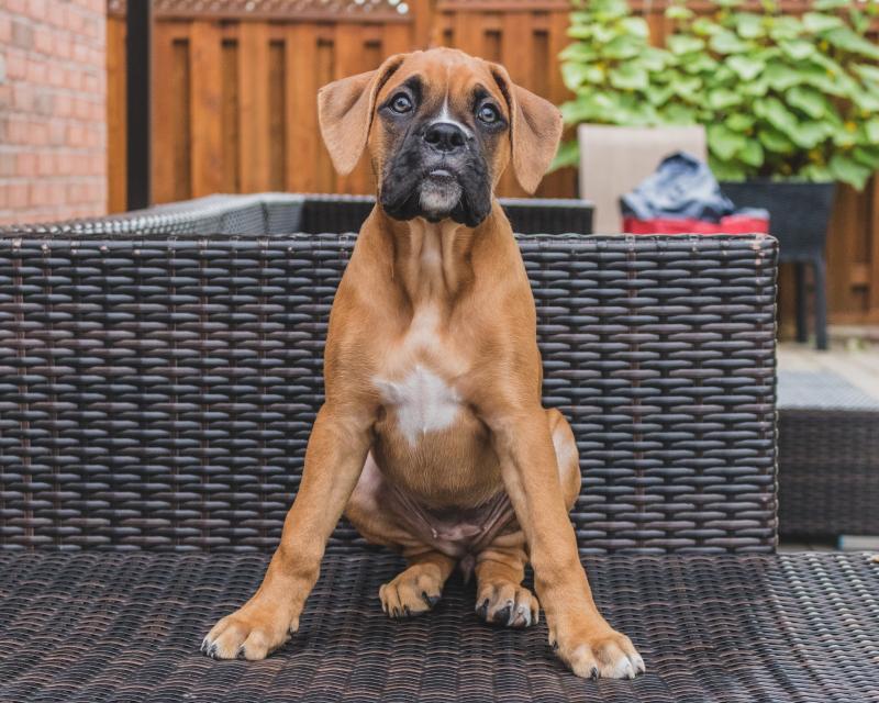 Pure Boxer pups Image eClassifieds4u