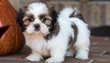 Adorable lovely Male and Female Shih Tzu Puppies for adoption