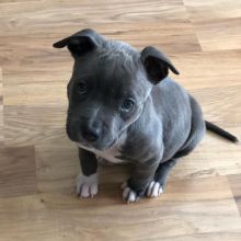Cute lovely Male and Female American Blue Nose Pitbull Puppies for adoption