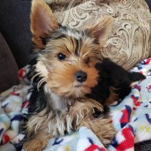 Wonderful lovely Male and Female Yorkie Puppies for adoption