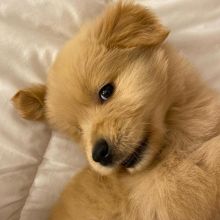 Golden Retriever Puppies (303)578-6349 Image eClassifieds4U