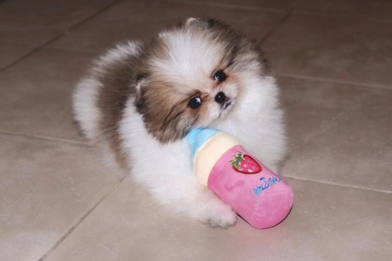 Purebred Pomeranian puppy Image eClassifieds4u