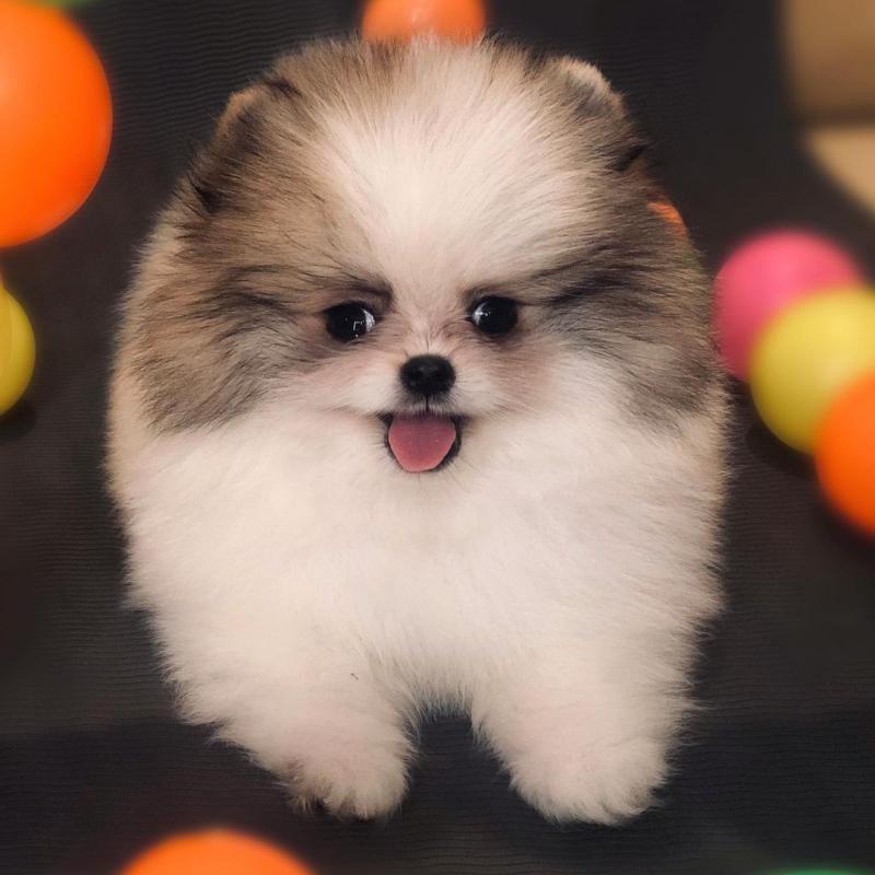 Purebred Pomeranian puppy Image eClassifieds4u