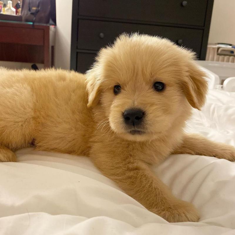 Well Trained Golden Retriever (303)578-6349 Image eClassifieds4u