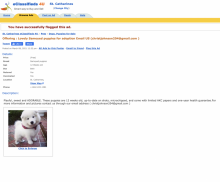 Offering : Lovely Samoyed puppies for adoption Scam Email US (christjohnson204@gmail.com ) Image eClassifieds4u 2