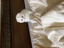 Schitishfold Kittens Available Image eClassifieds4U