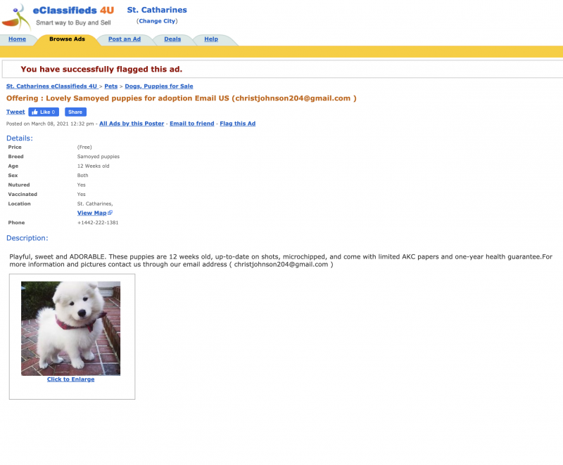 Offering : Lovely Samoyed puppies for adoption Scam Email US (christjohnson204@gmail.com ) Image eClassifieds4u