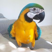 Macaw Parrot for Adoption