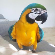 Macaw Parrot for Adoption Image eClassifieds4U