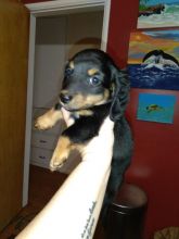 Mini-Dachshunds (Long Hair) Image eClassifieds4u 1