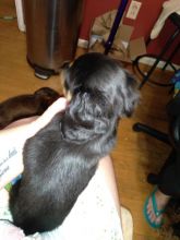 Mini-Dachshunds (Long Hair) Image eClassifieds4u 2