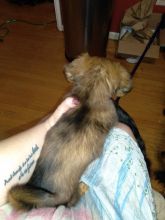 Mini-Dachshunds (Long Hair) Image eClassifieds4u 3