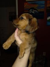 Mini-Dachshunds (Long Hair) Image eClassifieds4u 4