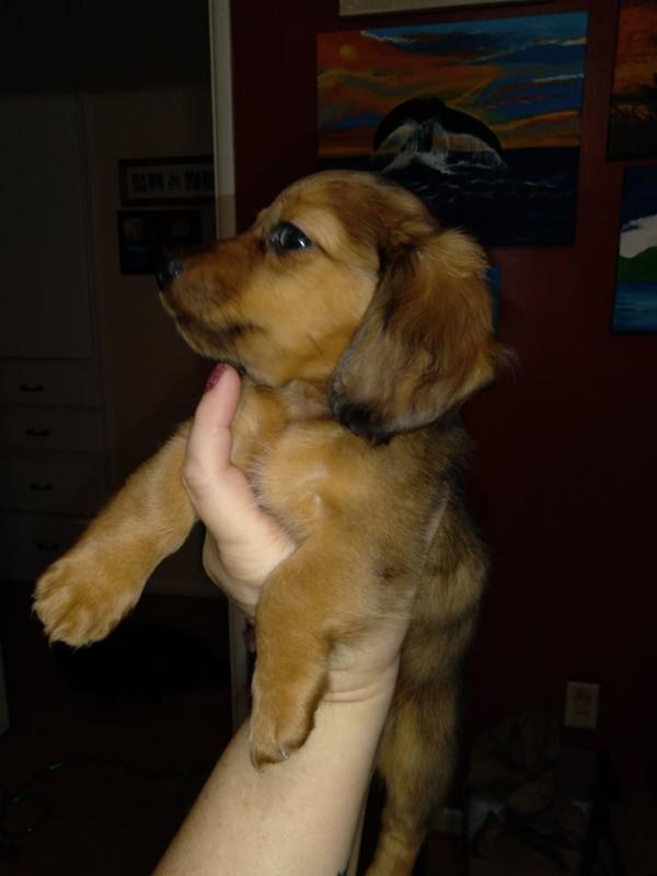 Mini-Dachshunds (Long Hair) Image eClassifieds4u
