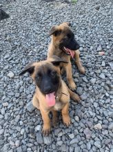 2 male and 2 female beautiful Malinois pups