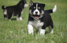 Alakan klee kai puppies