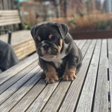 AlertNew Litter English Bulldog Puppies