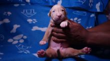 American bully puppies