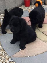 Beautiful Newfoundland Puppies for