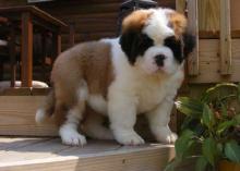 Beautiful Saint Bernard puppies