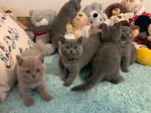 British Blue Shorthair Kitten