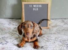 Brown loyal dachshund puppy