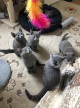 cdfvg bgt Russian Blue Kittens
