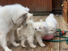 cdgr vb Samoyed Puppies