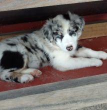 cdv vrf Extremely well socialized Australian Shepherd