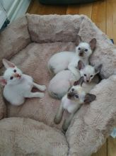 cfhb vfg Siamese Kittens Ready