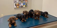 cfy grr Dachshund puppies