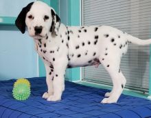 Dalmatian puppies