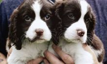 daxr fbf English Springer Spaniel