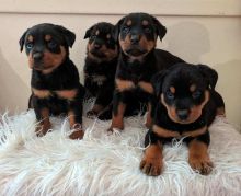 def vfvf Rottweiler Puppies of prefect quality.
