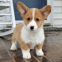 dfgb vbh CUTE LOVING WELSH CORGI