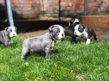 dgryr fgr Stunning Boston Terrier Puppies