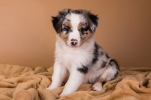 dvbc fhbthg Australian Shepherd