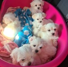 frgytg fg Gorgeous Maltese puppies ready to go to their new homes!