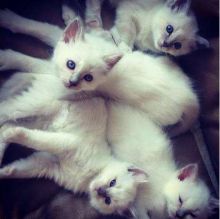 frtyt gg Two Birman kittens left.