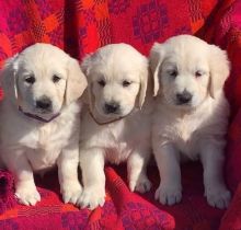 fryh bghty Golden Retriever Puppies