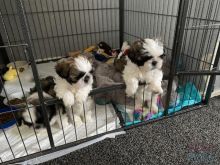 Gorgeous Shih Tzu puppies for sale.