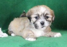 Lhasa Apso Puppies