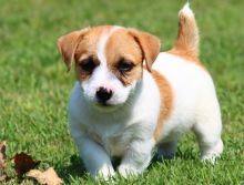 Male and female Jack Russell puppies for pet lovers.