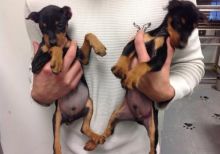 Miniature Pinscher puppies