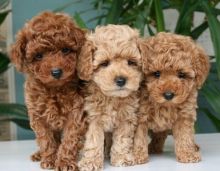 Poodle puppies ready now for a lovely forever family.