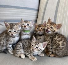 sgy65 bhht Bengal Kittens